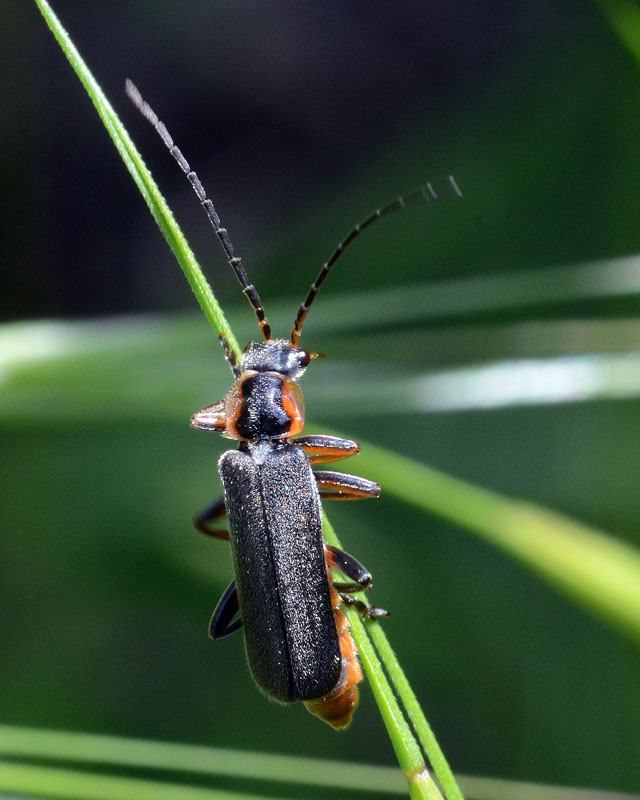 Canthariidae: Cantharis cfr. italica